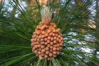 Ayurveda Zdes, эфирное масло, аромамасло, Pinus longifolia, аюрведа здесь Ayurveda Zdes, эфирное масло, аромамасло, Pinus longifolia, аюрведа здесь
